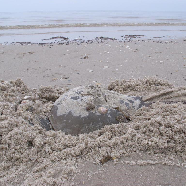 B.C. diver finds horseshoe crab: 'I knew immediately it wasn't supposed to be here'